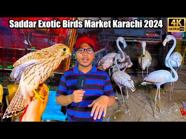 Saddar Exotic Birds and Parrots Market Karachi 2024 Latest Updates Ground and Rare and Unique Birds