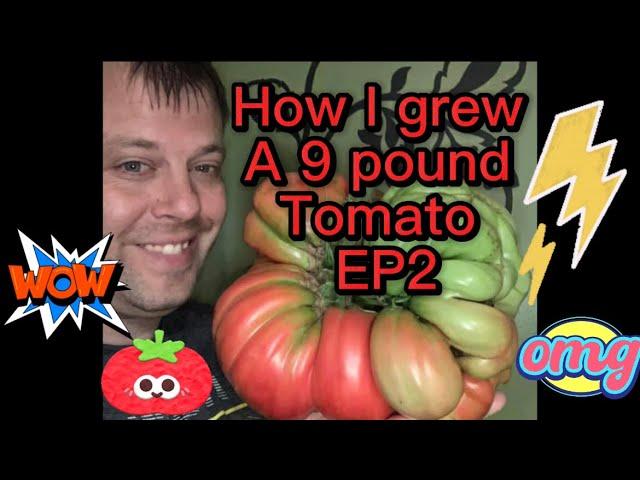 How I grew a 9 pound Tomato Episode 2 tips, tricks, and secrets to grow monster maters.￼