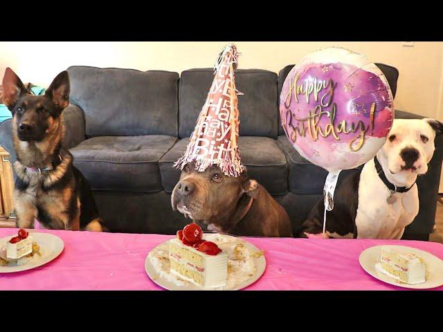 Throwing My Rescue Dog A Surprise Party!!