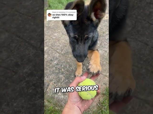 Ultimate Trick of a "Belgian Malinois" to Heal His Injured Paw ️(Via harleygreenhelton)