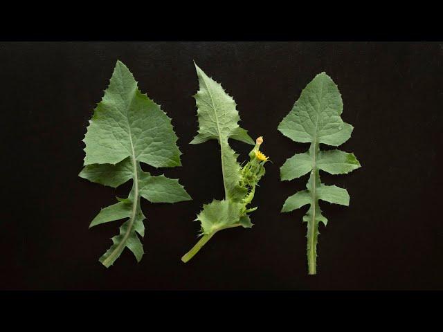 Foraging and Cooking Sow Thistles