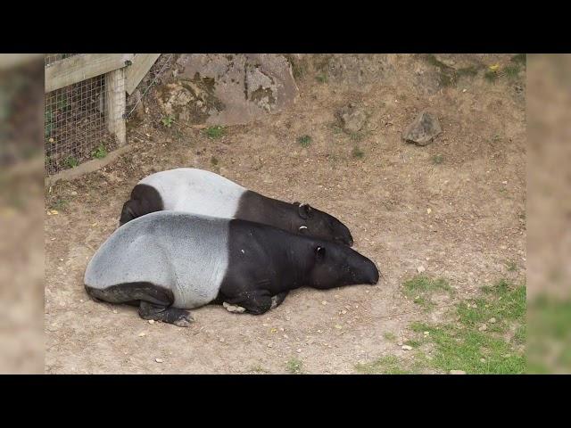 TAPIR-MALAIO (Tapirus indicus) o maior dos quatro tipos de tapires