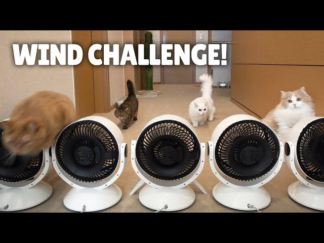 Extreme Wind Challenge! Will the Cats Be Blown Away? | Kittisaurus