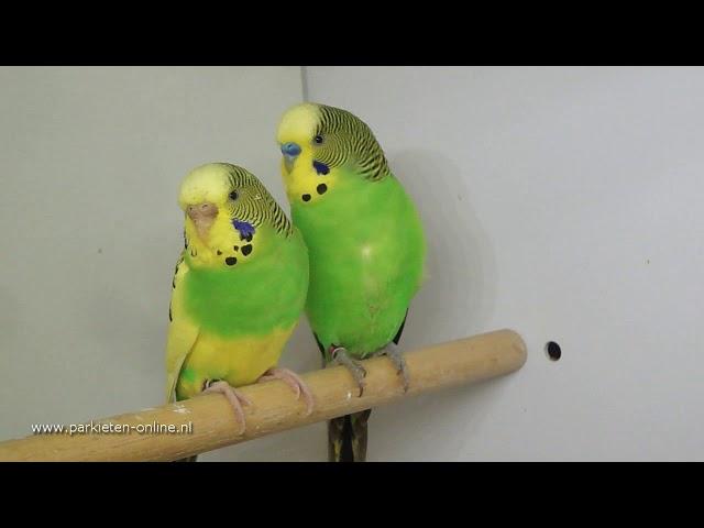 Aviarybirds – Volièrevogels – Parakeets – Budgie – Parkieten – Lovebirds