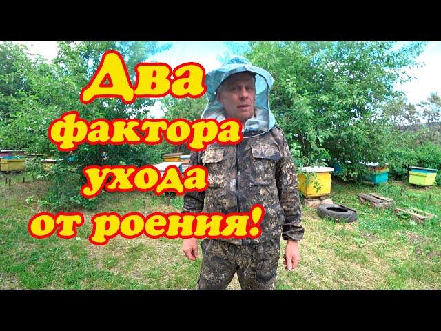 ДВА ОСНОВНЫХ ФАКТОРА УЙТИ ОТ РОЕНИЯ НА МОЕЙ ПАСЕКЕ.