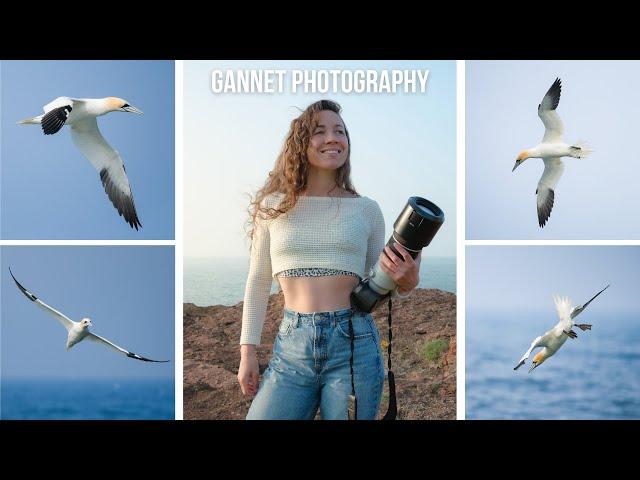 Seabird Photography Scotland  | Fujifilm 150-600mm | Wildlife Photography