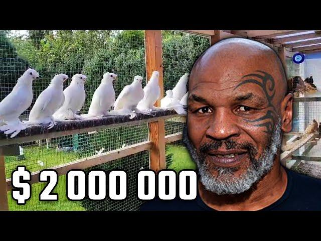 Майк Тайсон дал $2,000,000 голубям! Двухчубые голуби. Tauben. Pigeons. Palomas. Pombos. 비둘기.