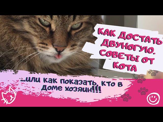 Вредные советы от кота: как достать двуногих Приколы с котами Смешные коты Смешные животные