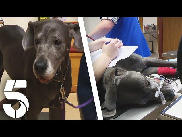 Vet Time For Skye The Great Dane | The Yorkshire Vet | Channel 5