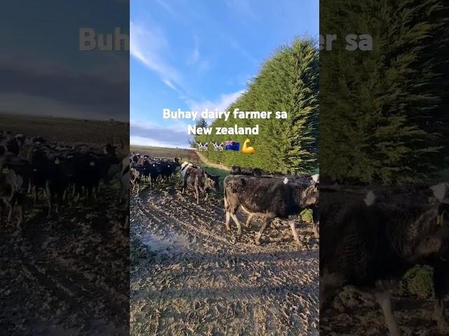 Buhay dairy farmer sa new zealand   @dairyfarmernz