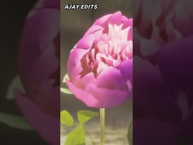 Ajay edits