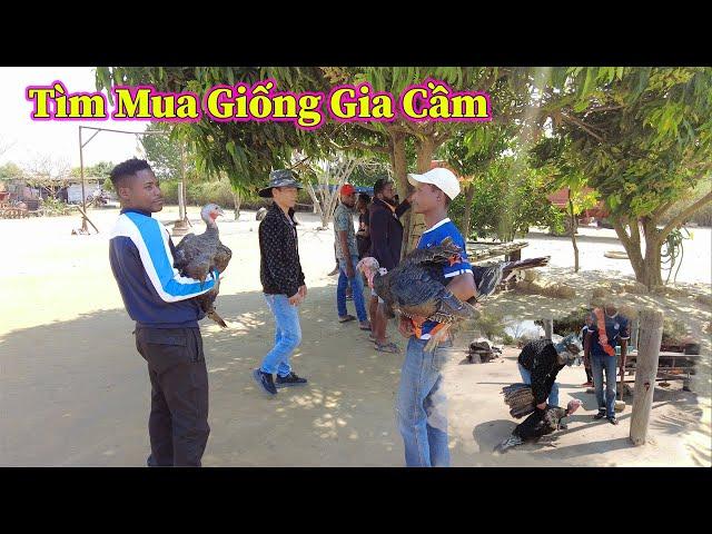 Linh Philip || Hành Trình Đưa Giống Gia Cầm Mới Lần Đầu Tiên Xuất Hiện Trong Team Châu Phi !