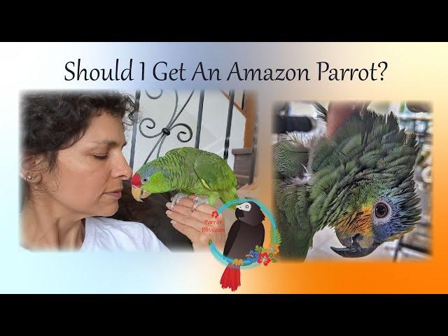 Should I Get An Amazon Parrot