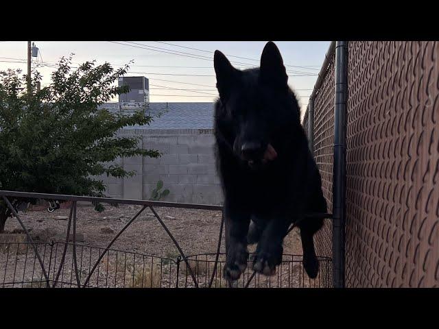 Black German Shepherd DDR best Exercise to build Muscles, Cardio and High Resistance