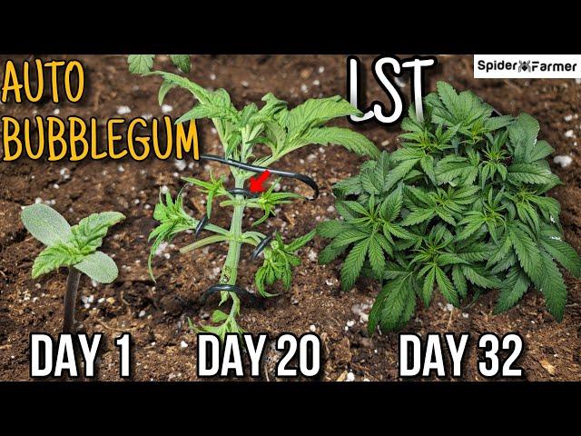 How I Grow E4- Bubblegum Auto - LST, Defoliation, Watering, Light - Spiderfarmer SF4000