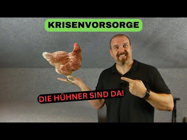 Krisenvorsorge - Jetzt kommt Leben in die Sache - Die Hühner sind da! 