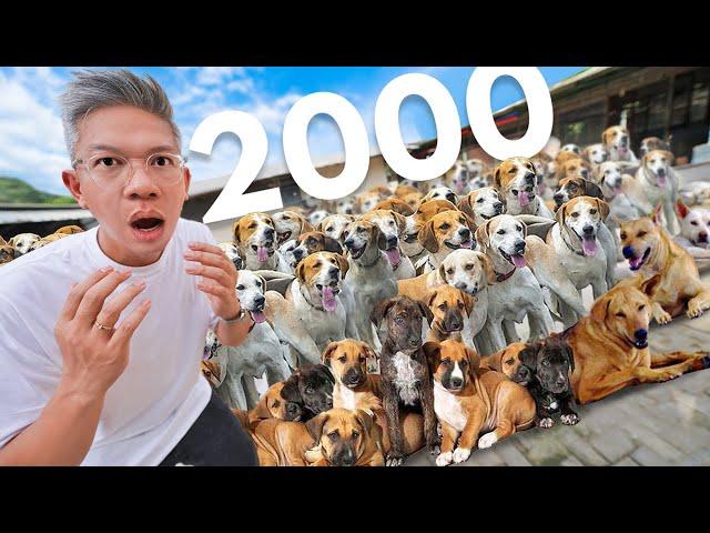 ADA 2000 EKOR ANJING DISINI!!