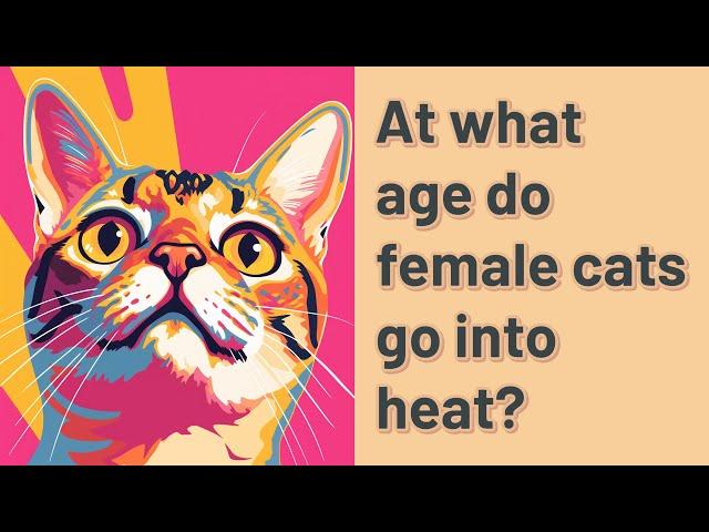 At what age do female cats go into heat?