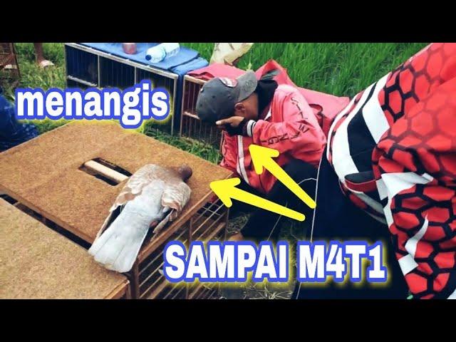 Merpati tercepat didunia (sampai m4ti ditempat)