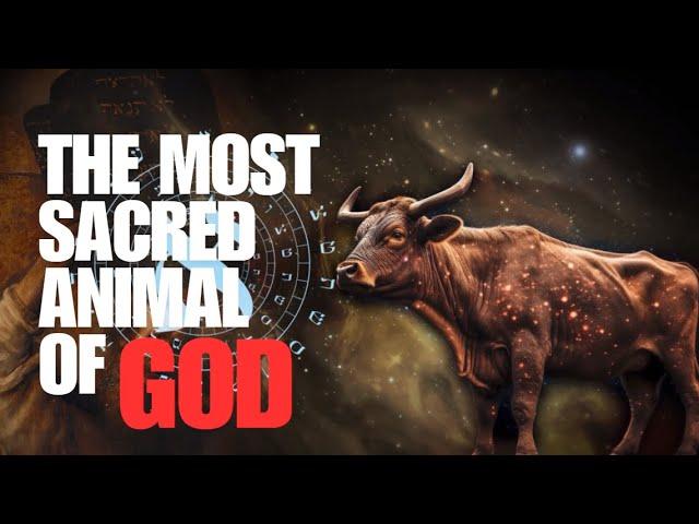 Bull: Gods' Most Sacred Animal. But Why?