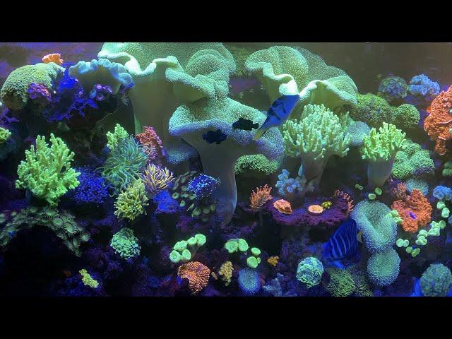 MEGA REEF UPDATE  I found something huge.  Corals are exploding with color.