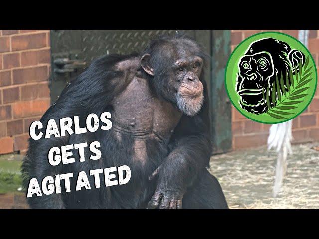 Agitated Male Chimp Carlos Is Calmed By New Mum Zeezee