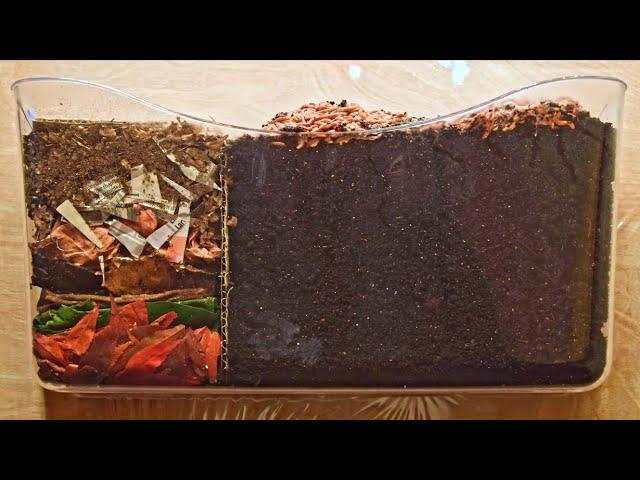 Red Wiggler Worms Horizontal Migration Time-Lapse Days 0-35 FULL - vermicomposting