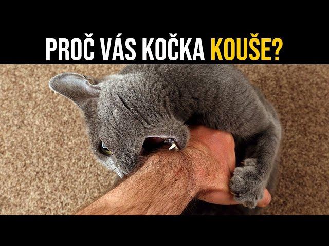 Pokud vás kočka kouše a škrábe, zde je důvod, co to ve skutečnosti znamená...