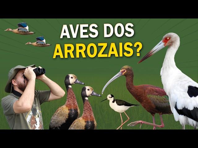 AVES NOS ARROZAIS? Passarinhando em um Arrozal: Marrecas, Narcejas e mais!