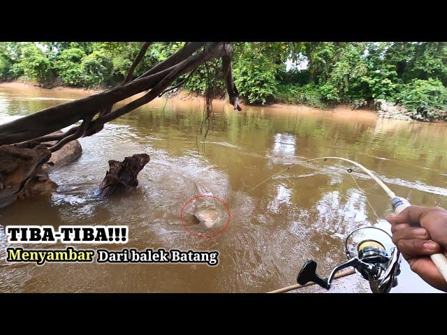 Tak Pernah Di Buru Pemancing!!! Ikan Penghuni Anak Sungai Pedalaman ini Ganas-Ganas