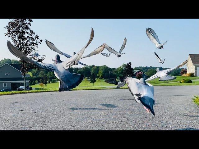 Racing pigeons road training | 2021 young birds | breeding update