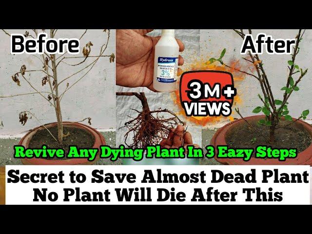 How To Revive Any Dying Plant in 3 Eazy Steps : Root Rot Treatment : Plants Issues And Solutions