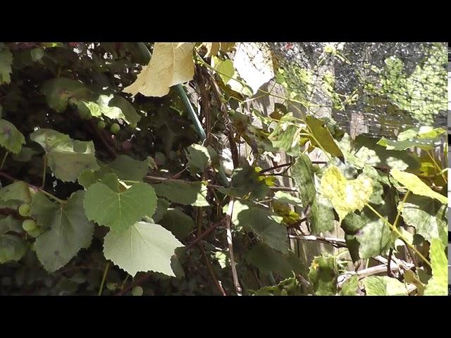 Juvenile mockingbird 2 days out of the nest in grape vine.