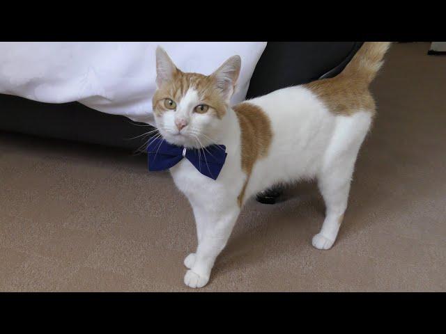Handsome cat models new bow tie