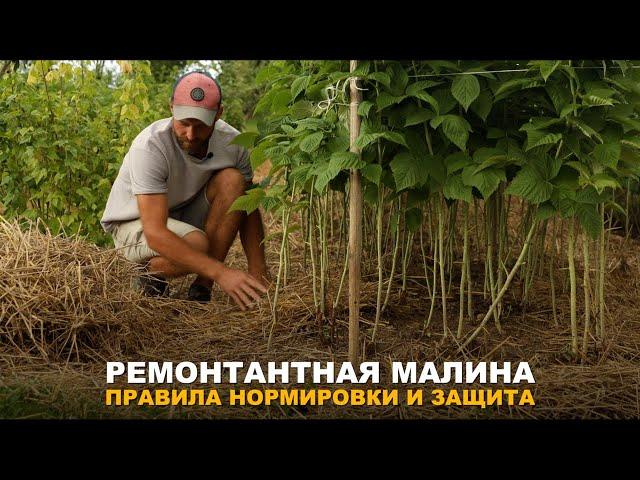 ОБЯЗАТЕЛЬНО СДЕЛАЙТЕ ЭТО С МАЛИНОЙ СЕЙЧАС. Правила нормировки и защита ремонтантной малины.