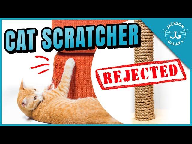 Why Your Cat Won’t Use the Scratching Post