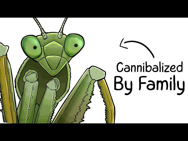 Why it Sucks To Be Born As a Praying Mantis