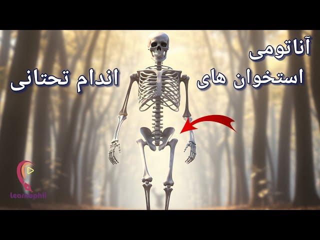 آناتومی استخوان های اندام تحتانی در سی دقیقه