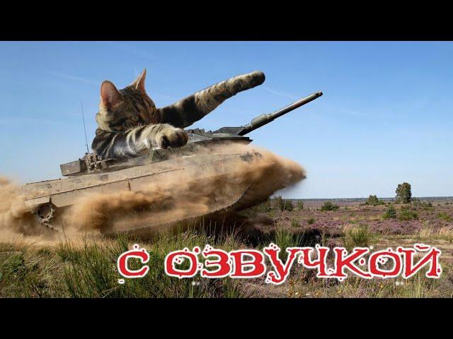 Приколы с котами! КОТЫ ТАНКИСТЫ! Самые смешные животные С ОЗВУЧКОЙ!