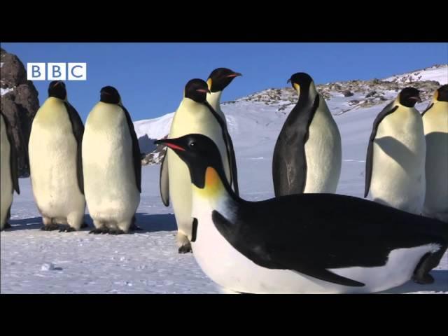 ROBOT PENGUINCAM MEETS EMPEROR PENGUINS FROM "PENGUINS - SPY IN THE HUDDLE"