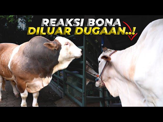 AKHIRNYA JANOKO KELUAR KANDANG, KETEMU PERTAMA KALI DENGAN BONA..!