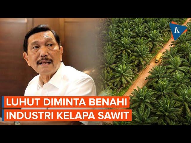 Luhut Didorong Benahi Industri Kelapa Sawit Indonesia