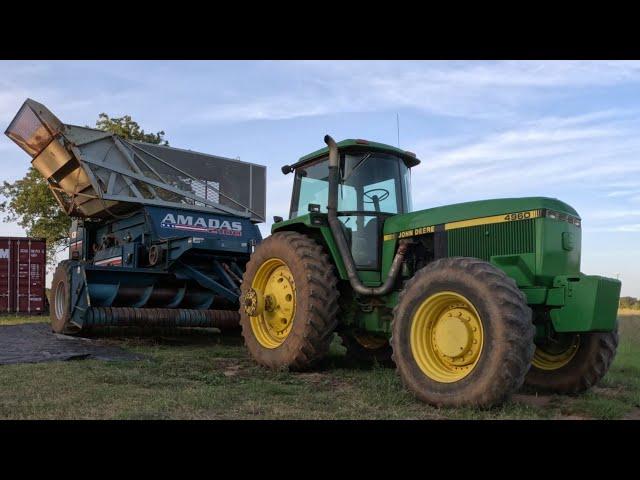 Harvesting Green Peanuts for Boiling