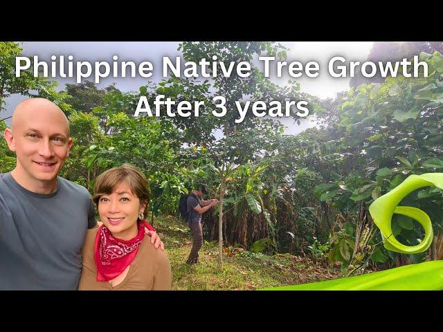  Philippine Native Tree Farm 3 Years After Planting