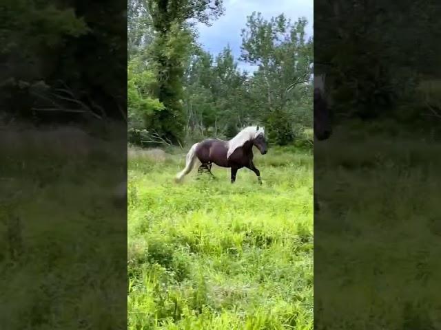 black forest horse 