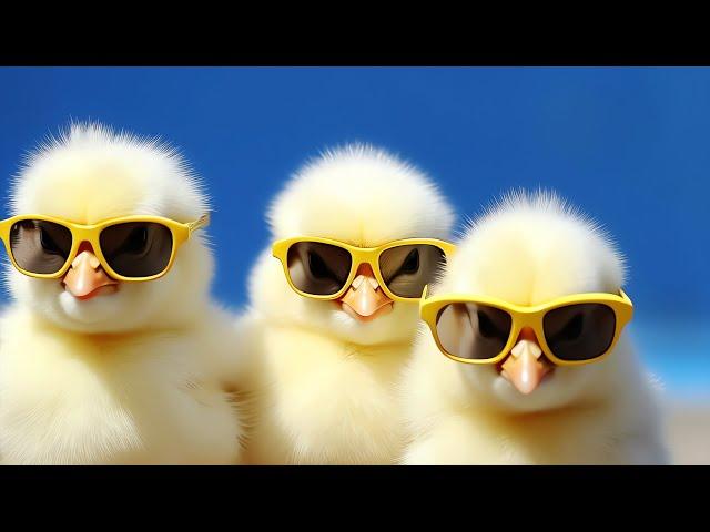 LOS POLLITOS DICEN PIO PIO, Karaoke Canciones infantiles - The Little Chickens - Kids Songs - Lagu