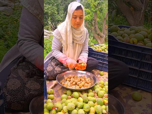 Walnut Harvesting | My Village Life | Best Vlogs | Short