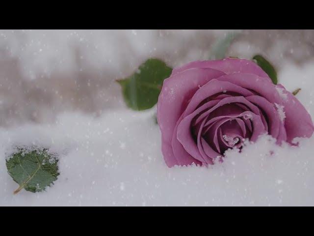 Заснеженная нежность... Secret Garden - Snow-covered tenderness