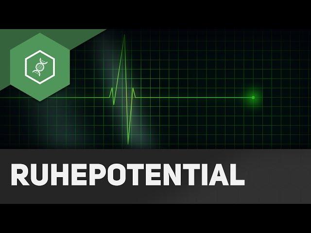 Ruhepotential - Aktionspotential - einfach erklärt!