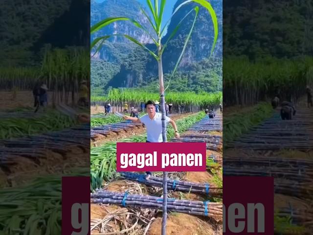 gagal bakar bakar #lucu #sketsabodorsunda #ngakak #funnyshorts #comedy #funny #videolucuterbaru